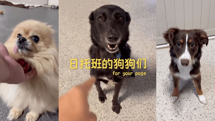 Let’s see which dog in the daycare can obey the “down” command—what a bunch of super-cute pups!
