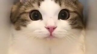 Funny cat