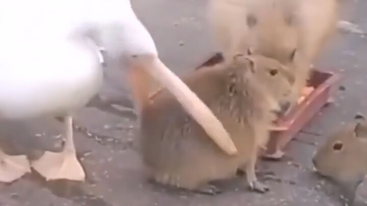 Emosinya sangat stabil, aku pengin nangkap dia jadi pacarku!