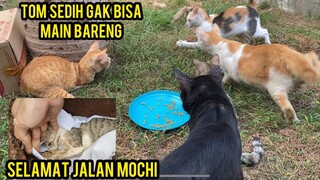 Momen Sedih Saat Lihat Tom Gak Punya Tangan Gak Bisa Bermain Bareng Di Basecamp Cats Lovers Tv