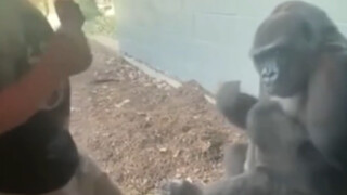 Seorang bayi manusia ingin melihat orangutan memukul dadanya, tetapi orangutan itu mengabaikannya.