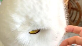 有点发霉的馒头