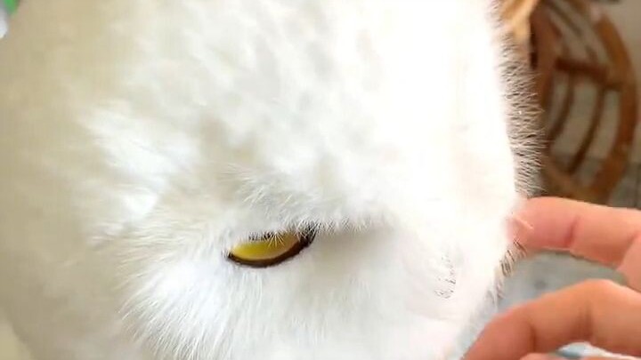 有点发霉的馒头