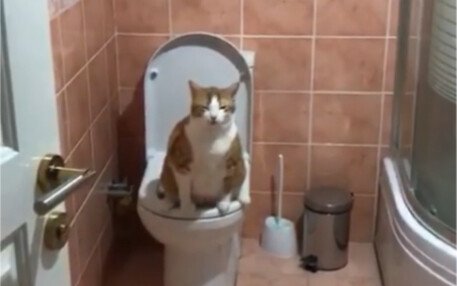 At 3 a.m., my cat was fighting me for the bathroom.