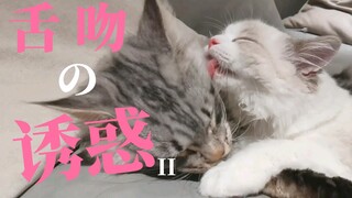 国内猫片第一人 不服来战！！！