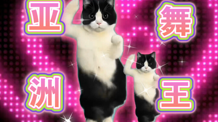 Let’s be real—what dance can’t the Milk Cow Cat do?