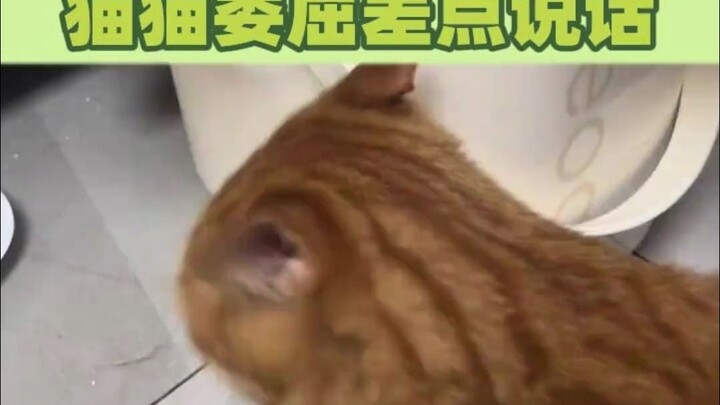 แมวน้อยอารมณ์ดีจริงๆ