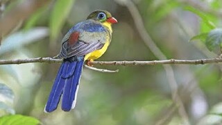 Burung Terancam Punah dari Sumatera