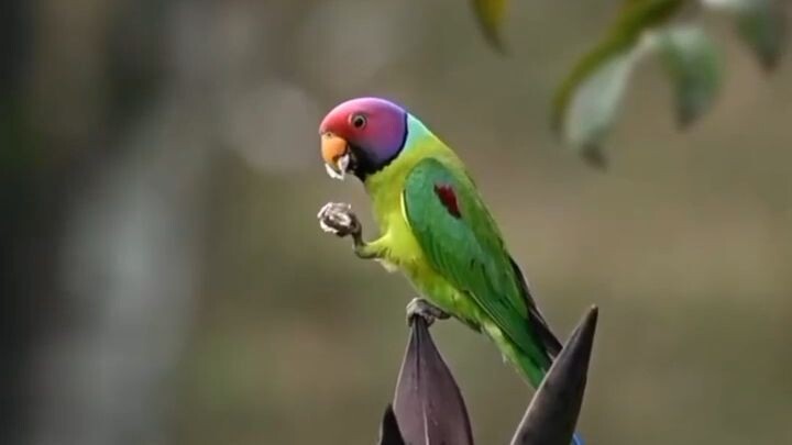 🦜 THE PARROT WITH A PLUM HEAD