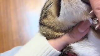 猫猫我的灵魂要被抽出来力