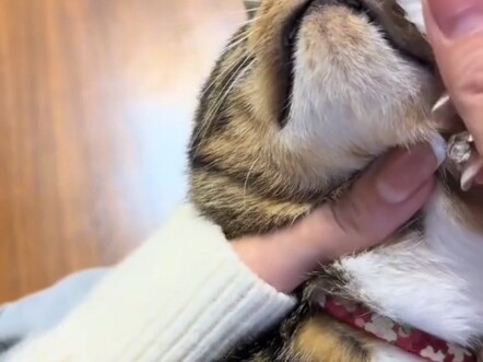 My soul is about to be drained by the cat