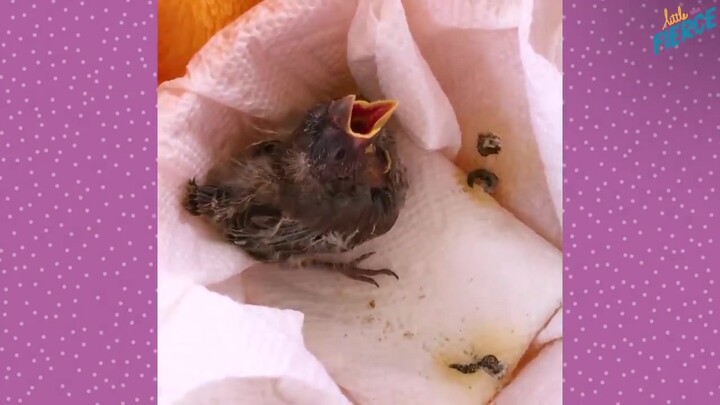 Rescuing a Baby Bird Just One Day Old