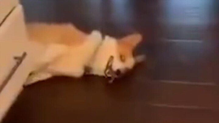 น้องหมาน่ารักมาก… ของๆ