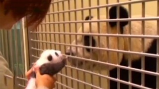 Animals Meeting Their Parents For The First Time!
