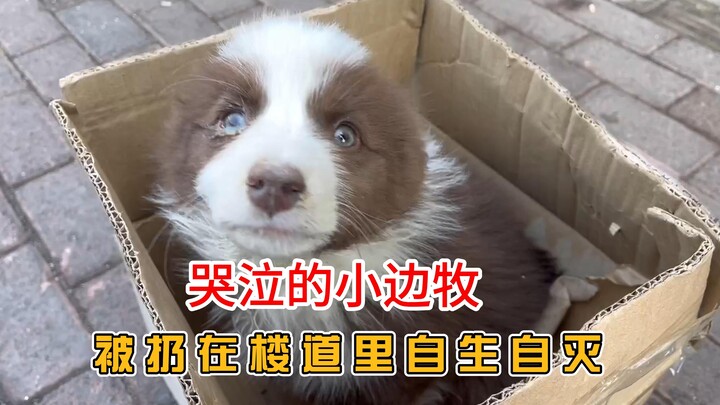 A few-month-old Border Collie puppy, abandoned and crying in the hallway—18 days after rescue, what 