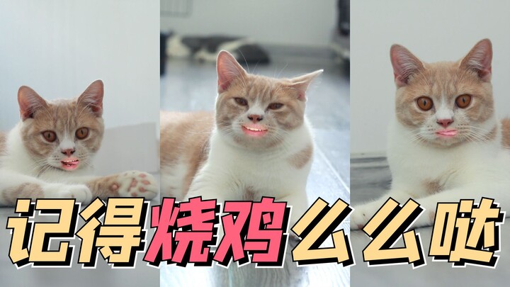 Khi mèo cam nhỏ gặp Hàn Mỹ Quyên, awsl!!! Nhớ bấm like kép và gửi nụ hôn nhé!