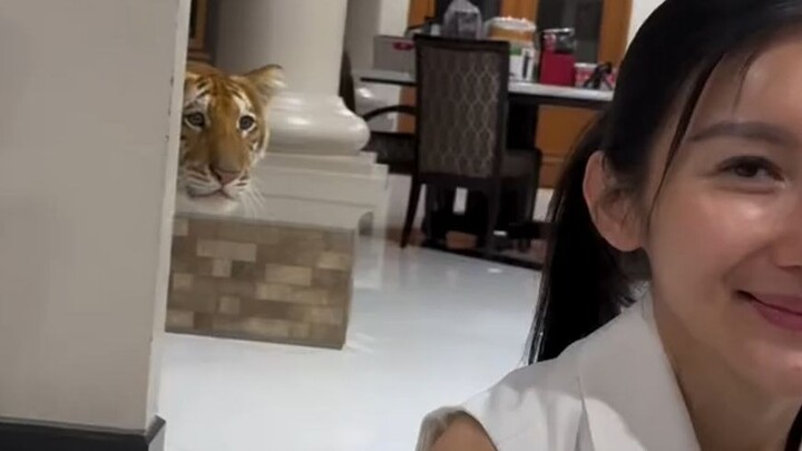 Đừng bao giờ quay lưng lại với hổ, nếu không…