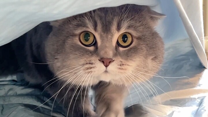 A little cat with such a big face is just born to get bullied!