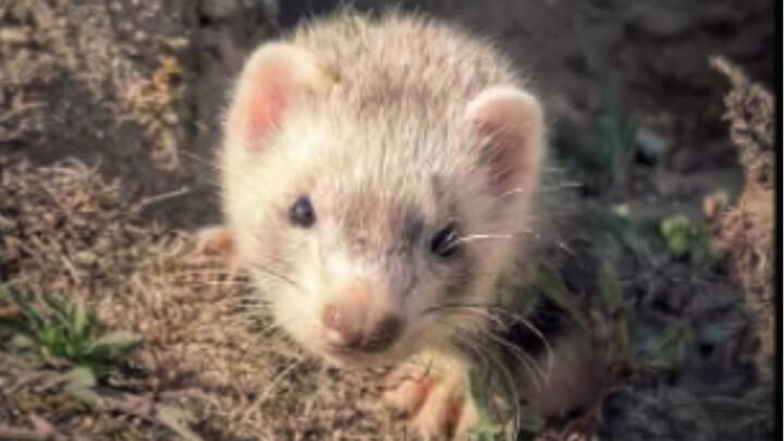 Dua ekor cerpelai kecil baru pertama kali berburu kelinci dan langsung dapat hasil yang melimpah!