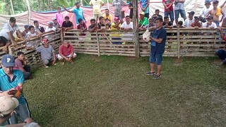 Manok ng ninong ko talo , sayang malakas sana, pero mas malakas din kalaban, pero patay din kalaban