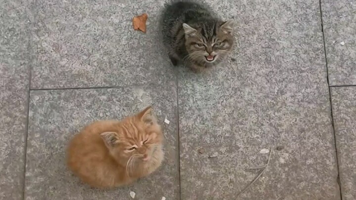 Two adorable little kitties!