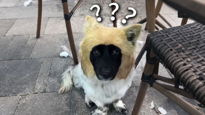 Penghargaan Kelakuan Membingungkan Hewan 274