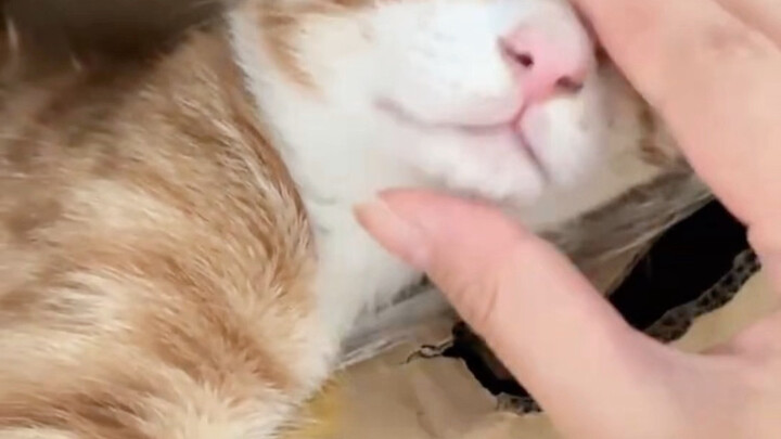 If you scratch a kitten’s chin when it’s being cute