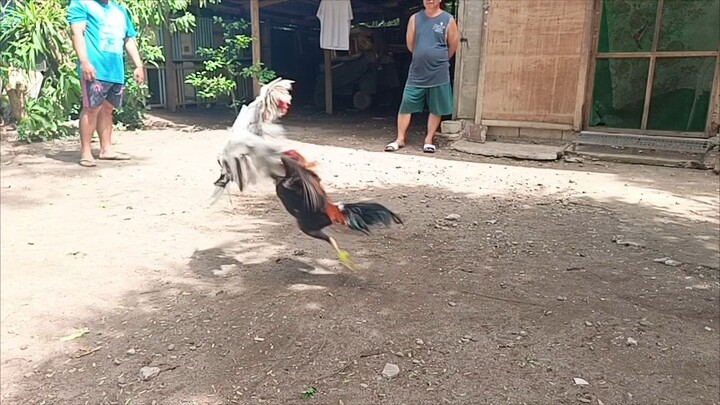 DG WHITE SPARRING SLOW MOTION