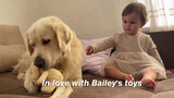 Dog|The Golden Retriever Scrambles for a Toy Against the Little Girl