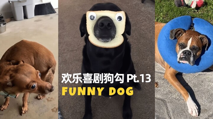 Anjing Komedi Menggemaskan Bagian 13