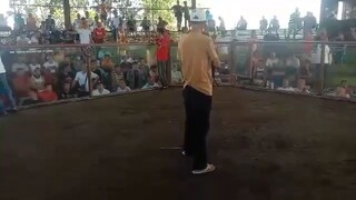 2 cock derby 1st fight