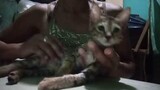 The Very Sweet Kitten ( Mira the kitten have breathing problem )