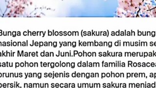 Cherry blossom anime