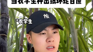 When agricultural students grow sugarcane with silver ring snakes