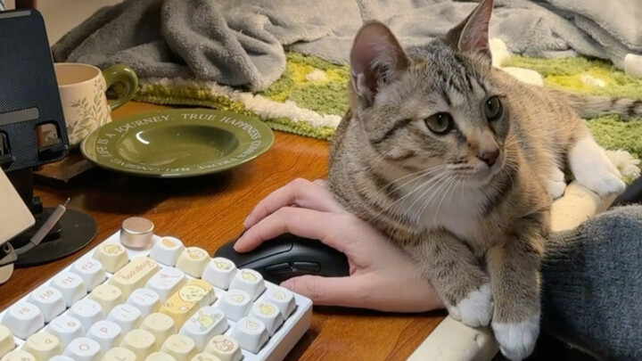 Kucing kecil yang di-refresh secara acak di tangan untuk pertama kalinya