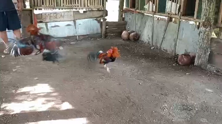 spar stag black bogan