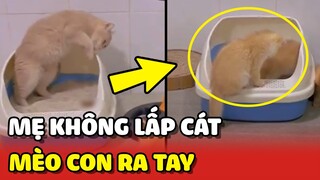 Mèo con BẤT LỰC vì mèo mẹ đi VỆ SINH không biết LẤP CÁT 😂 | Yêu Lu
