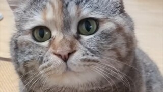 Isn't this for cats?