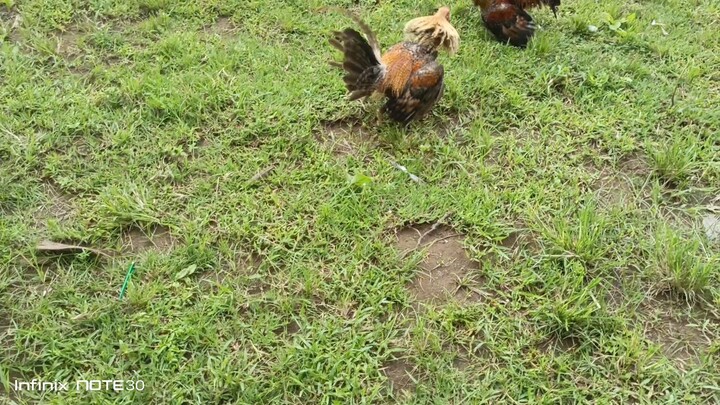 bulik vs bulik warak ang kalaban 30seconds lang