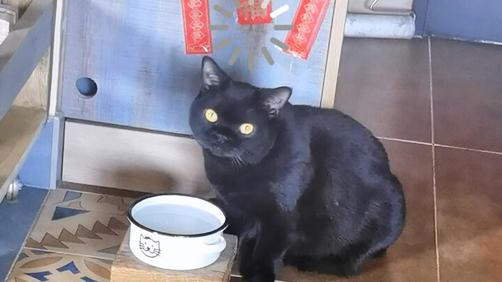 Apa aku kebagian? Kok kucing bisa ngerti bahasa manusia?