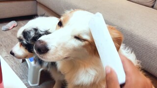 Siapa yang mengunyah remote-nya? Pemiliknya memecahkan kasusnya secara online. Anjing: Kita semua be