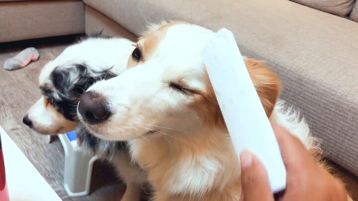 Siapa yang mengunyah remote-nya? Pemiliknya memecahkan kasusnya secara online. Anjing: Kita semua be