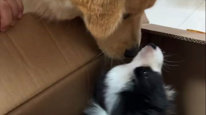 مين ما عنده كلب بعد؟ حتى الريشة الصغيرة بتشتغل كلبها الخاص!