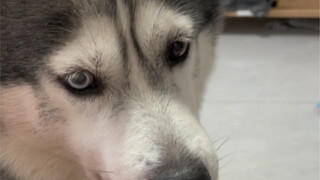 ظننتُ أنه بلا حاسة شم، لكن اتضح لي ذلك متأخراً فقط.