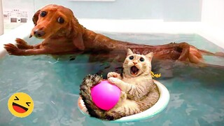 Funny Dogs And Cats Videos 2024 😅 - Best Funniest Animal Videos Of The week #5