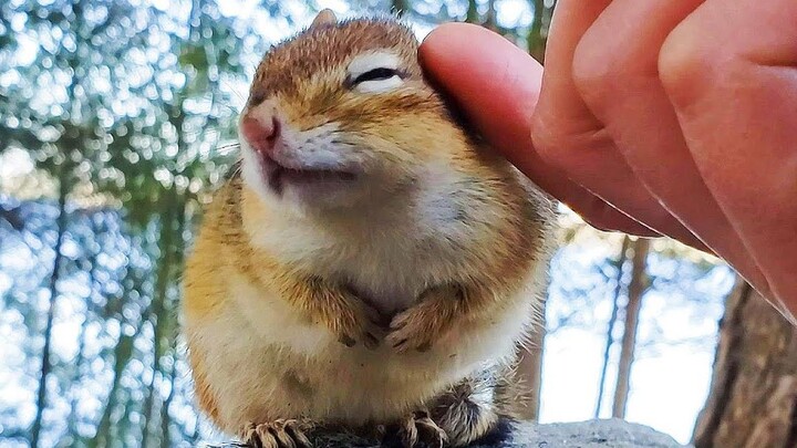 กระรอกป่าจะรอฉันที่เดิมทุกครั้งเลย