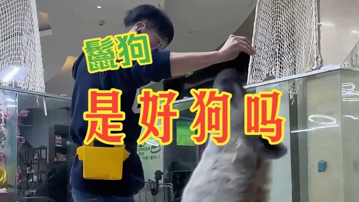 Chó linh cẩu rốt cuộc là chó tốt hay chó hại?