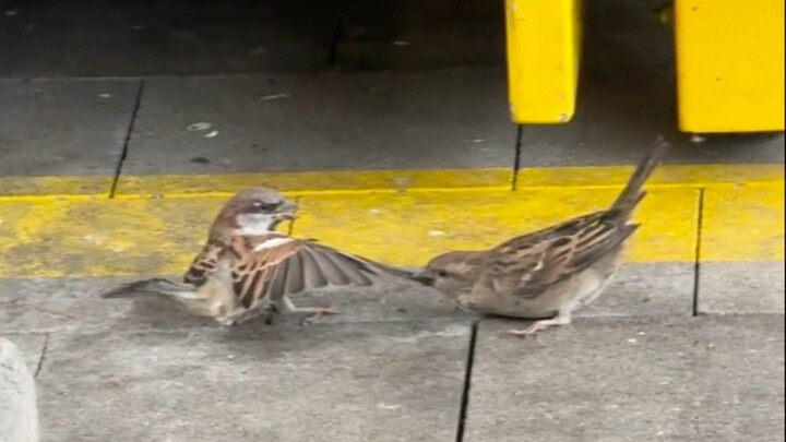 A little sparrow is arguing, pulling on the other and refusing to let it go.