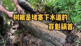 为什么说树根是堵塞下水道的罪魁祸首？ #科普 #解压 #清洁 #涨知识