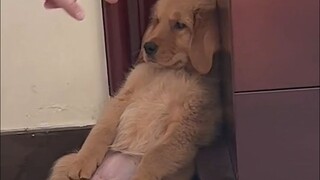 Various guilty expressions dogs display after they've done something wrong. Dogs really can't lie—ev